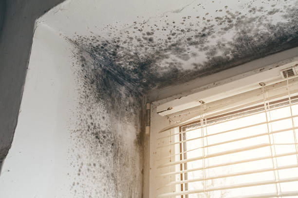 Affordable Mold Removal solutions in Marne, MI